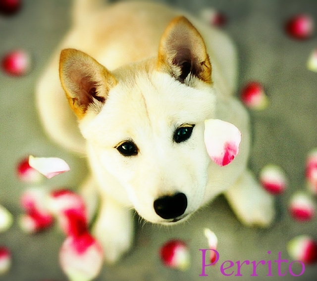 perrito