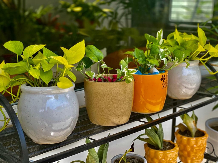 plants