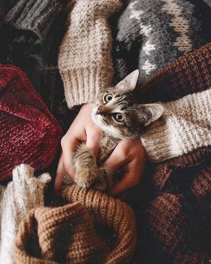Котик