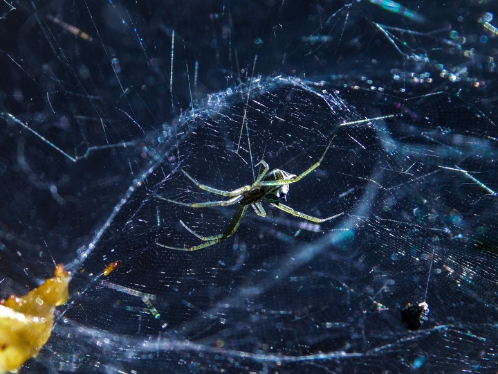 spider !