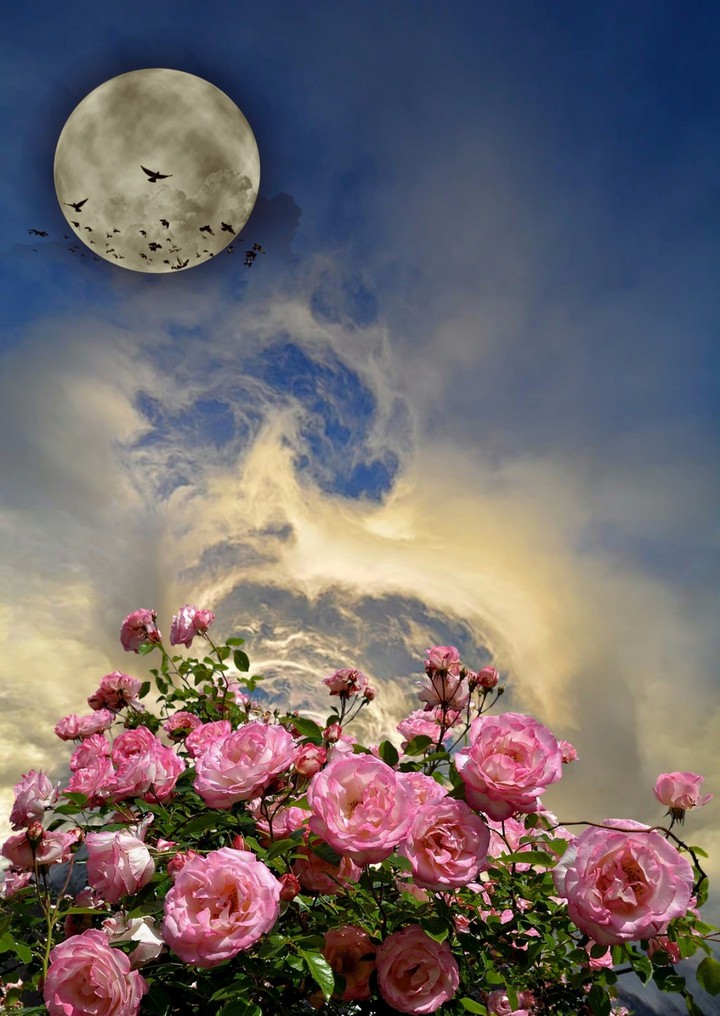 Moon