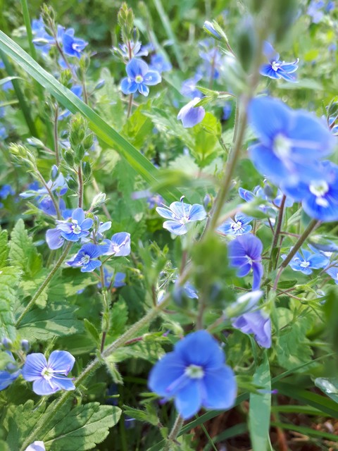 шпалери groundcover, flower