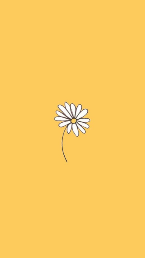 hình nền chamomile, yellow
