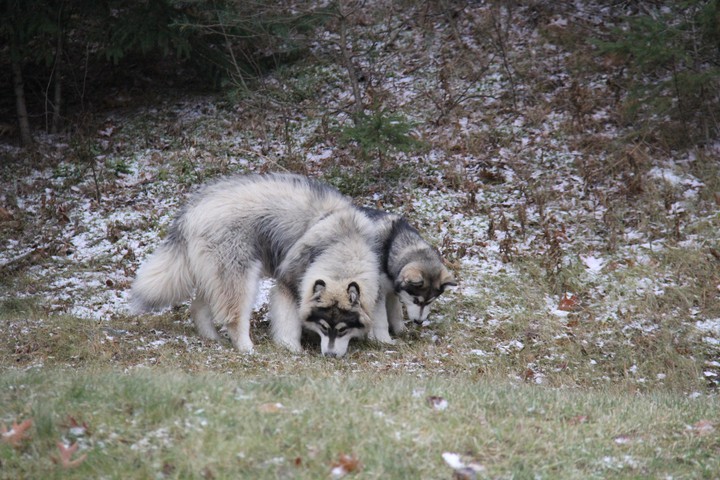 snow dogs