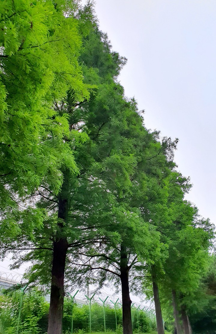 울창