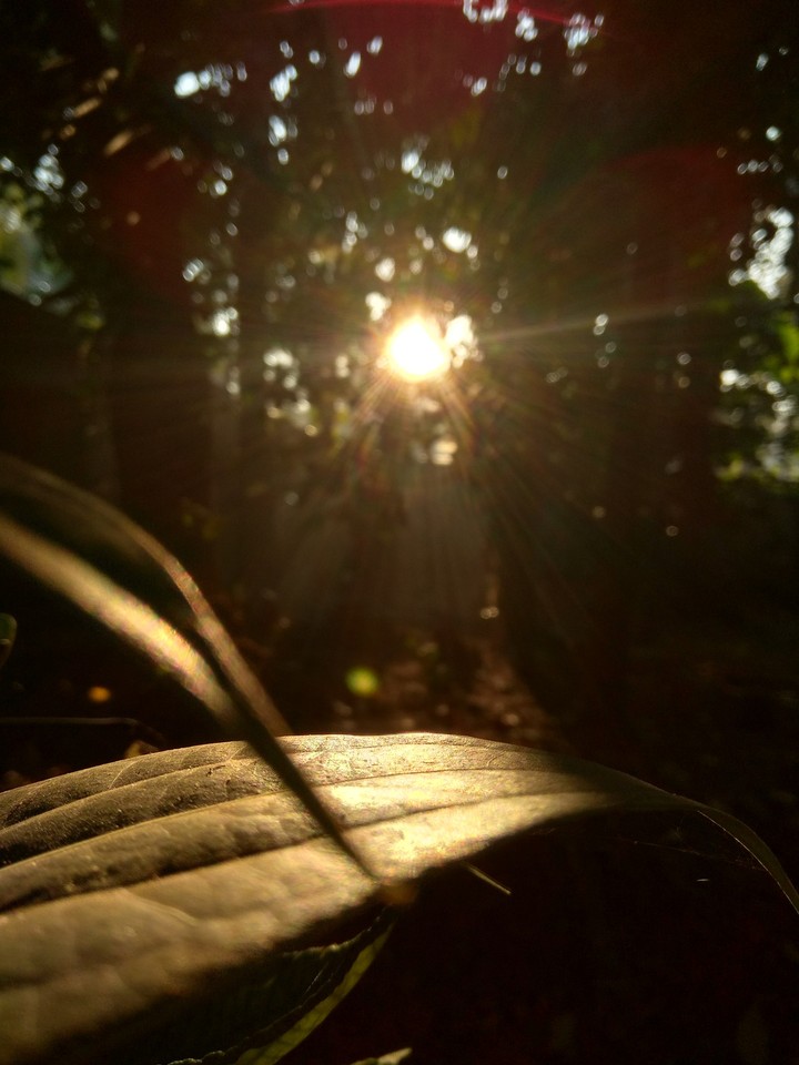 leaf