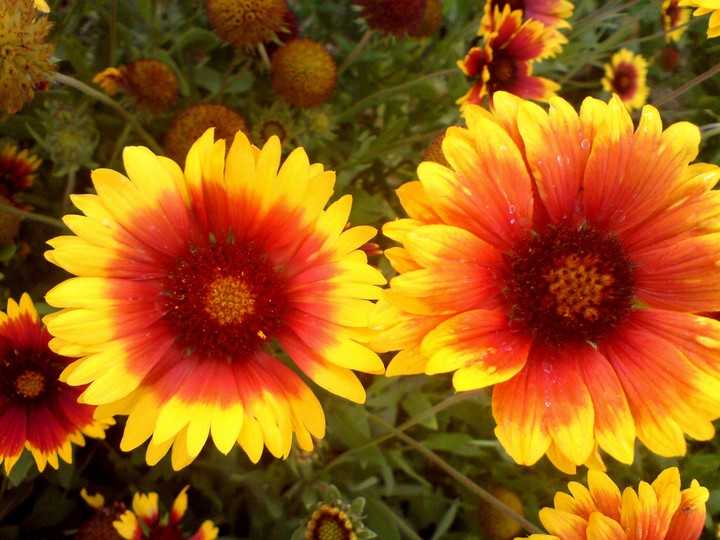 flower