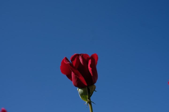 rose