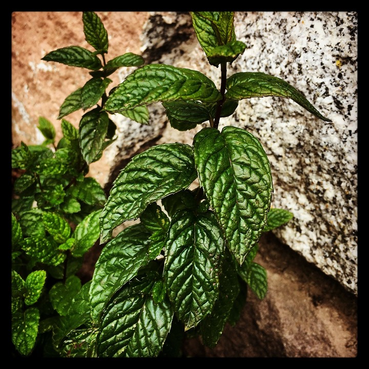 Menta