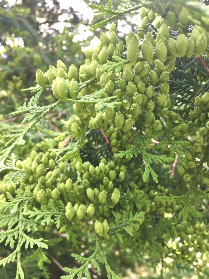 nature