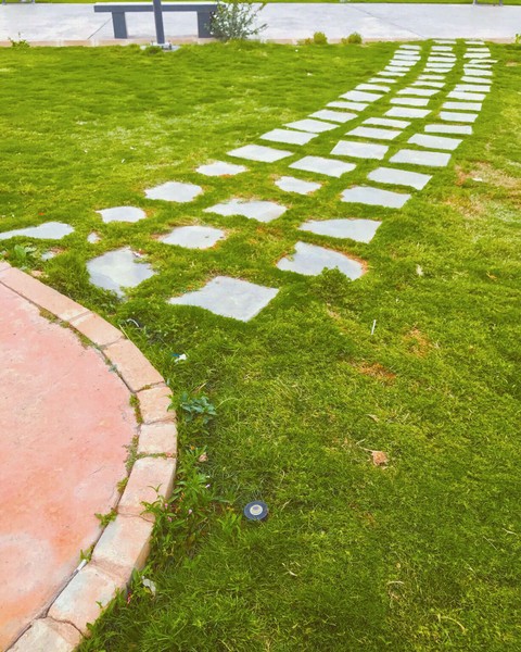 обои plant, walkway