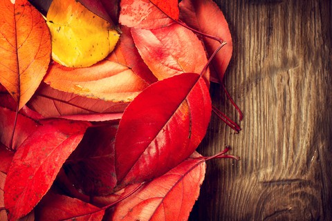 leaf, red wallpapers