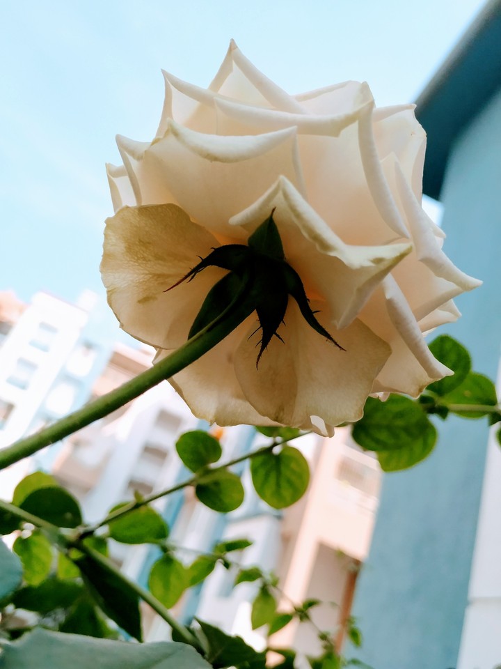 White Rose