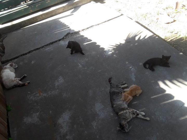 Lindsay street Cats