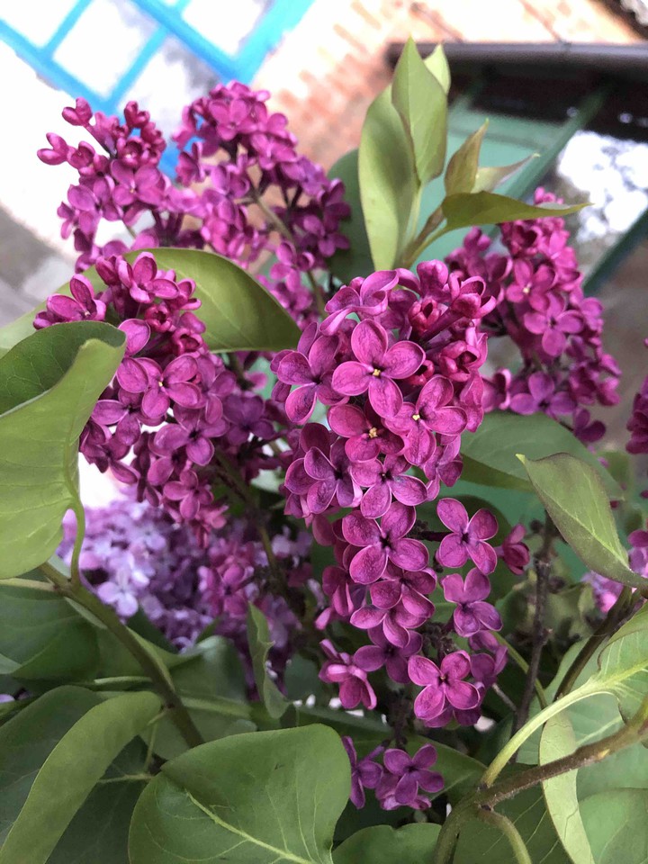 Beauty of lilac!