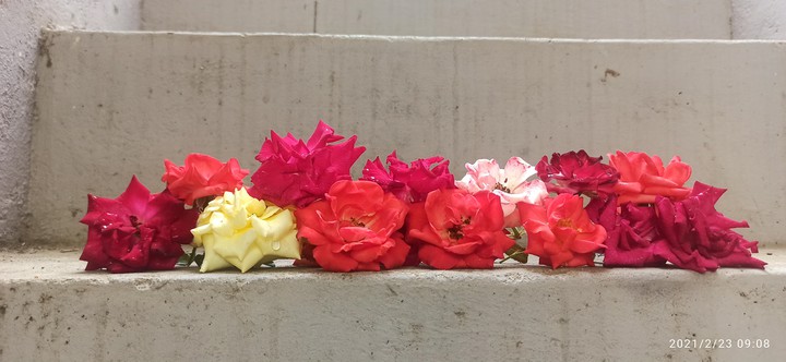 roses