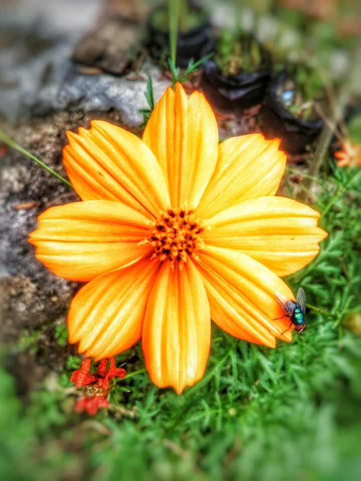yellow flower with fly