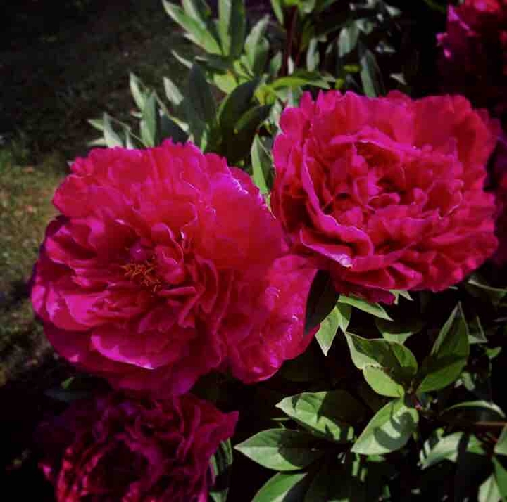 peonia