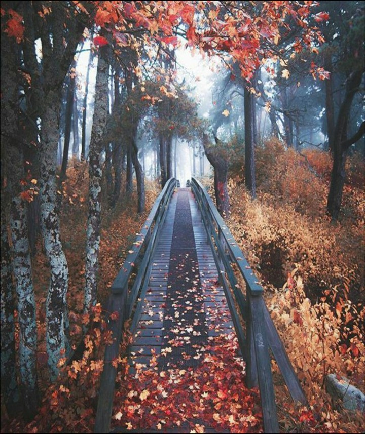 bridge