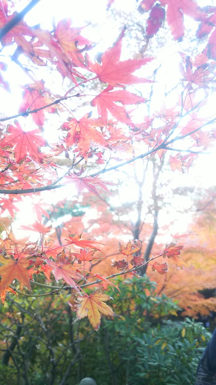 JAPAN KAMAKURA Colored leaves