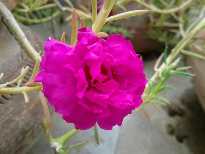 pink flower