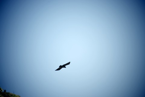 Bird flying in the sky
