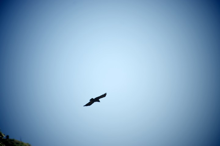 Bird flying in the sky