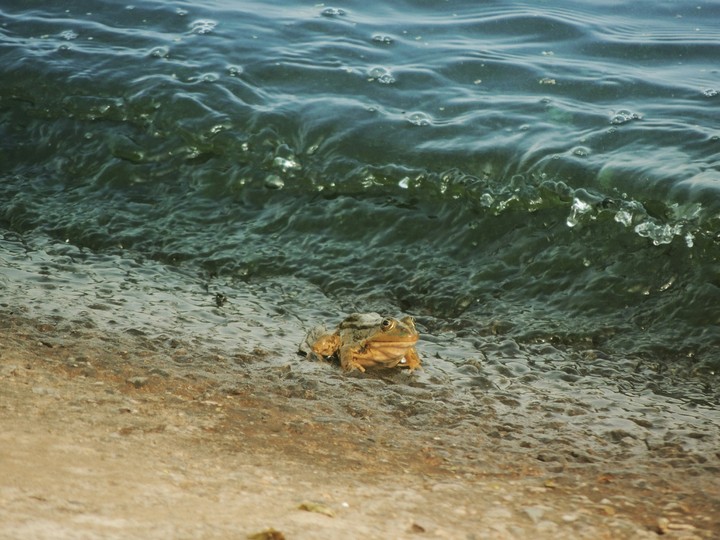 Frog