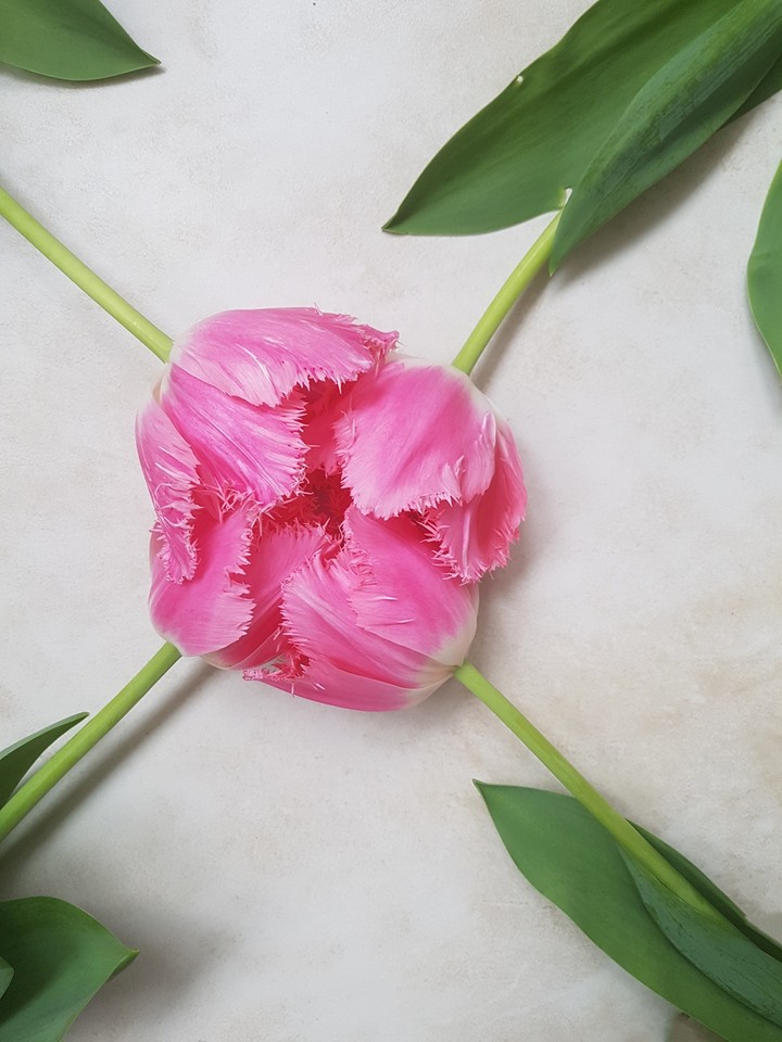tulips