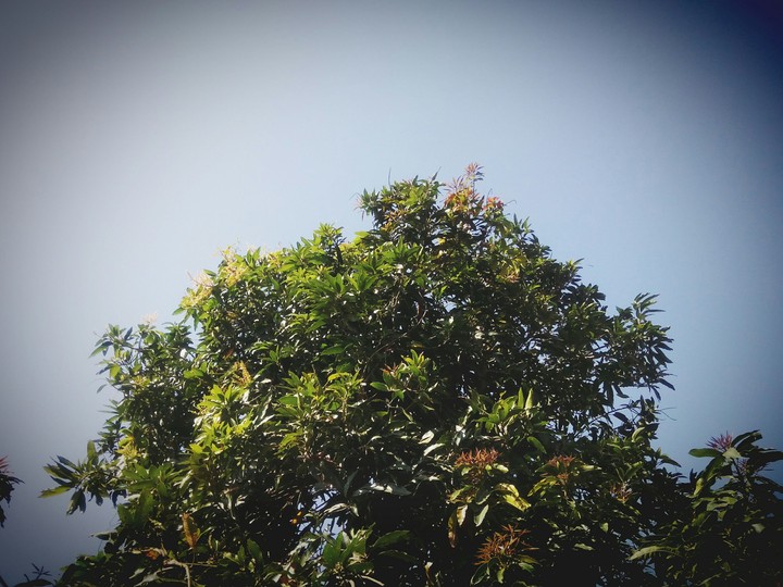 mega tree