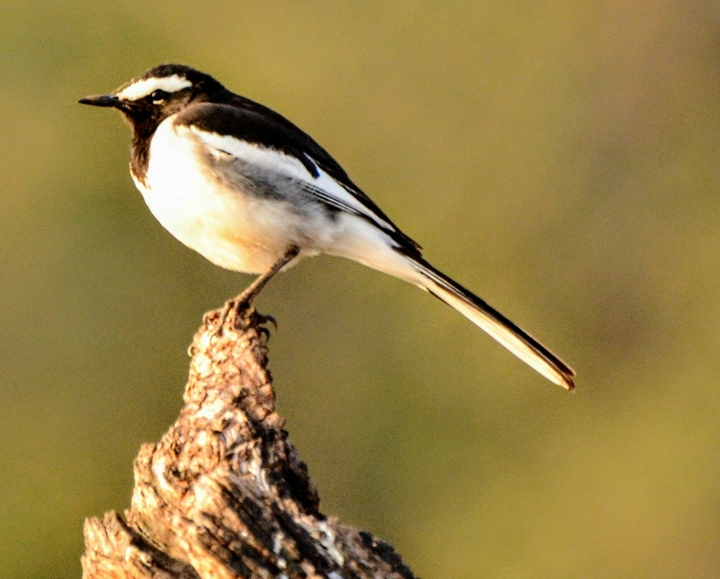 Birds1