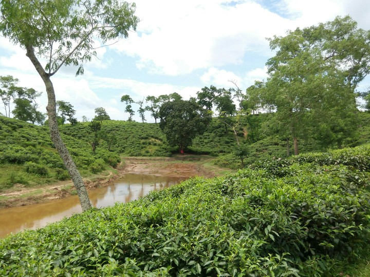 চা বাগান