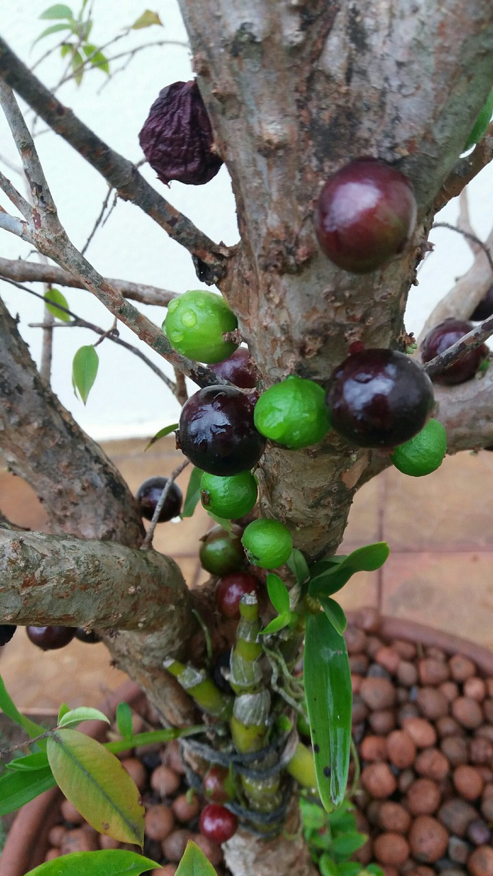 frutos