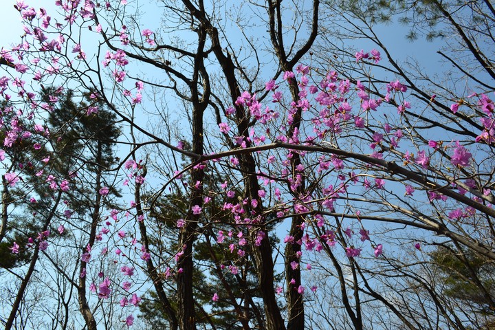 예봉산이미지