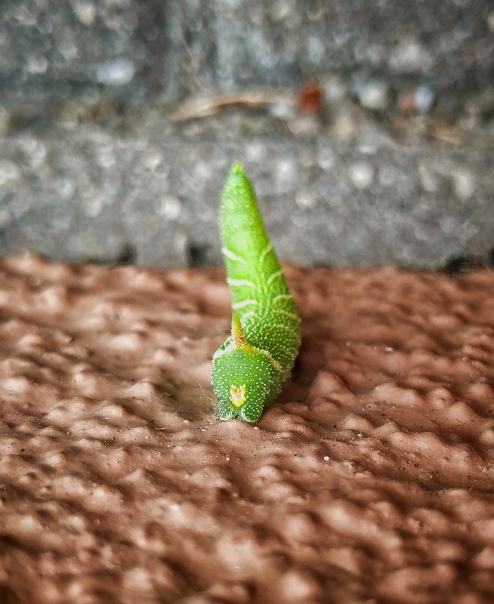 Caterpillar
