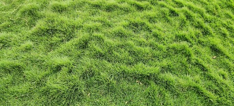 #greenary
