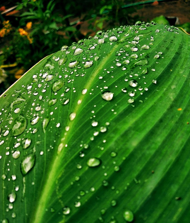 rain drops