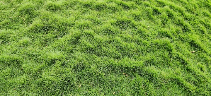 #greenary