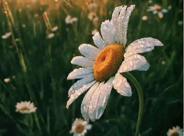 The white beauty