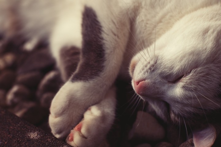 코 자는 냥이