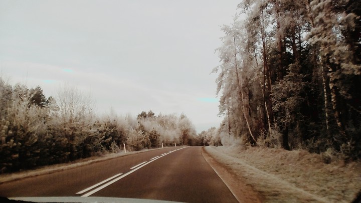 Road and Forest