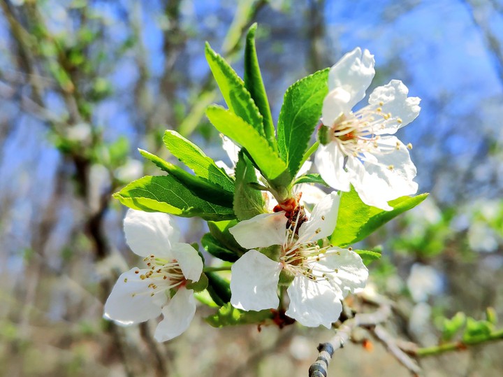 Spring is here again