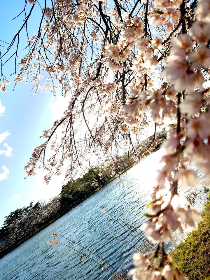 桜 cherry blossom