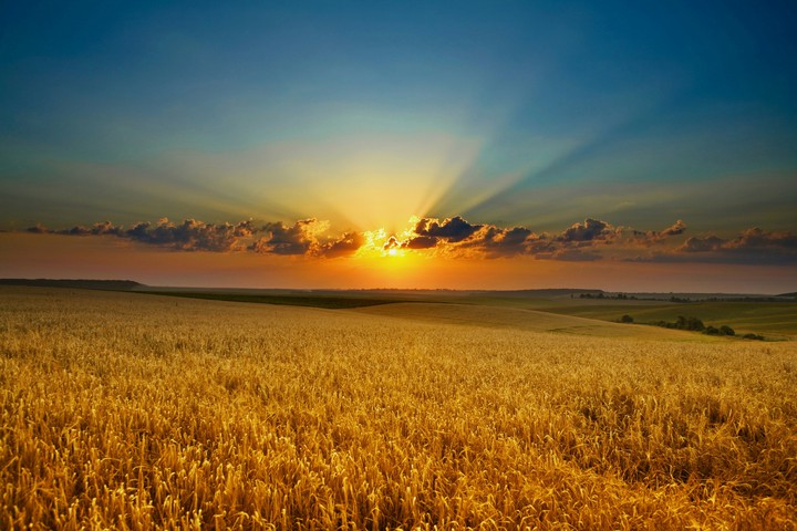 Field
