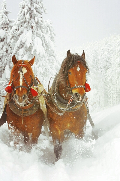 snow sled