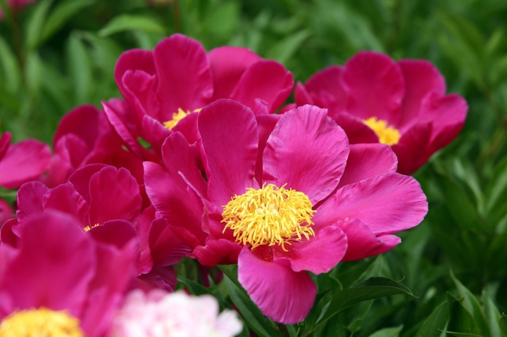 모란(Peony)