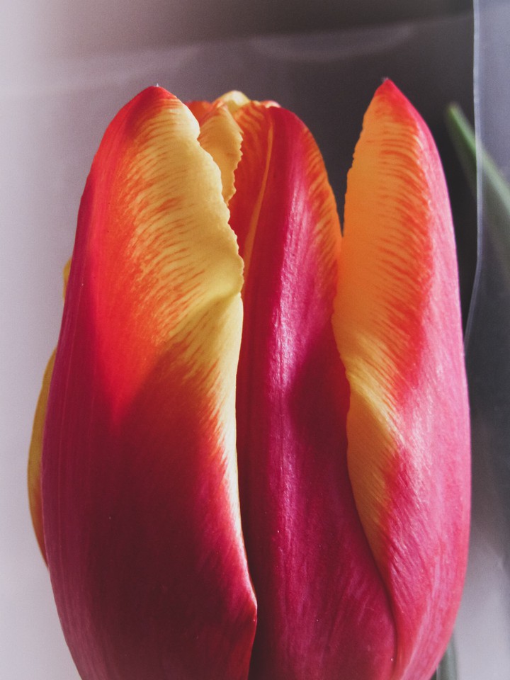 tulip