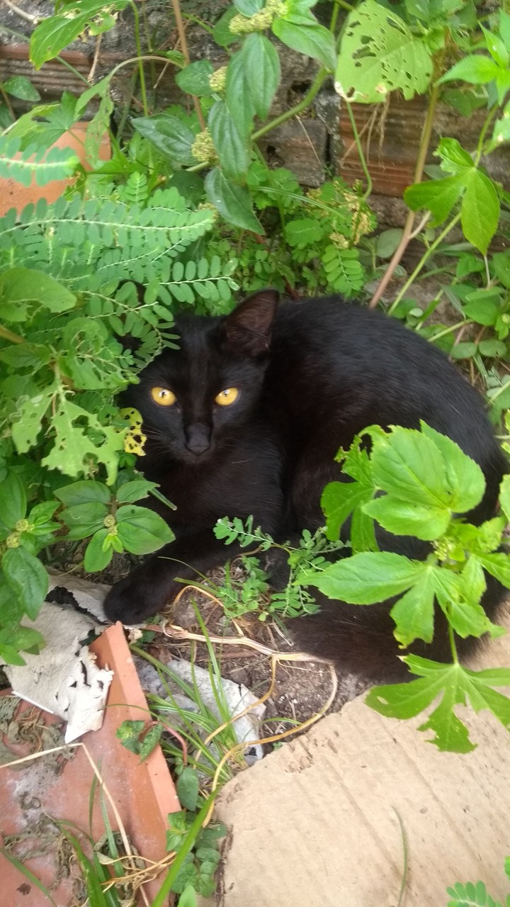 minha linda Ravena ?