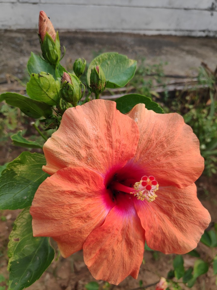 orange flower