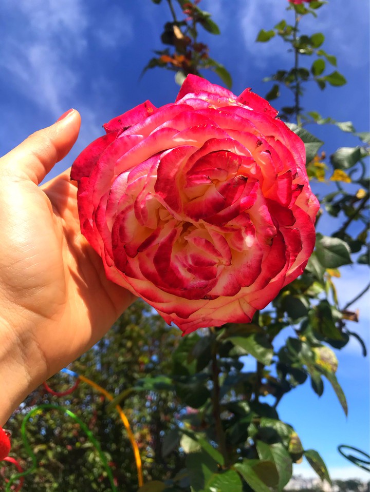 Rosy Mary